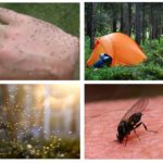 Enxame de mosquitos na floresta em um sonho