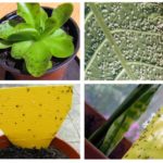 Blackflies em plantas de interior