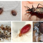 Insetos parasitas