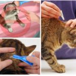 Regras de tratamento de animais