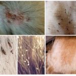 Pulgas em cães