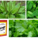 Tanchagem, hortelã, salsa e refrigerante