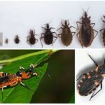 Bug triatom