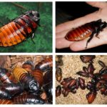 Barata de Madagascar sibilante