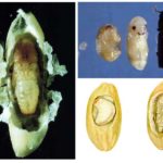 Larvas de Barnela
