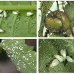 Mosca branca em tomates