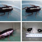 Barata Negra