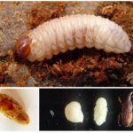 Larvas de gorgulho
