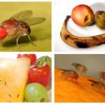 Moscas de fruta
