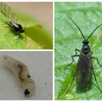 Larvas de mosquito cogumelo