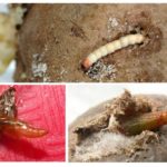 Larvas e lagartas da traça da batata