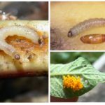 Larvas de traça de batata