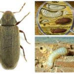 Larvas de moedor de móveis