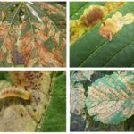 Faixas de traça de mineração