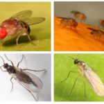 Midges nutricionais e sciriads
