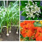 Plantas de gorgulho de morango