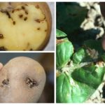 Traços de traça de batata
