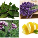 Remédios para mariposas em maçãs secas