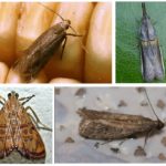Tipos de mariposa
