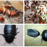 Baratas vietnamitas e egípcias