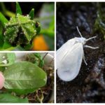 Mosca branca em flores