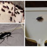 Barata Negra