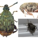 Weevil de feijão