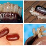 Larvas de baratas americanas