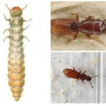 Larvas mucocidas do Suriname