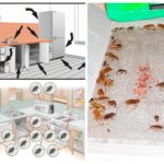 Armadilhas para baratas