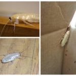 Barata Albino-1