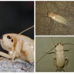 Barata albina
