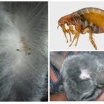 Pulgas de chinchila