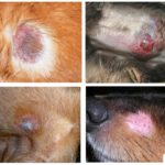 Dermatofitose em cães