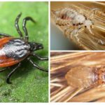 Tick, piolho, comedor