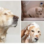 Cão de banho