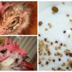 Pulgas de frango