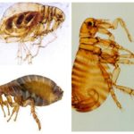 Pulga humana