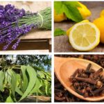 Plantas para pulgas