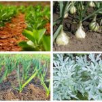 Plantas de pulga de ervas