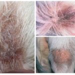Cauda gordurosa em cães