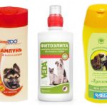 Champô de pulgas em cães