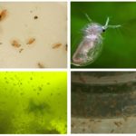 Daphnia crescente