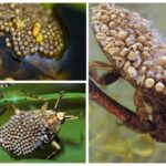 Ovos de Belostoma