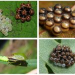 Ovos de Woodbug