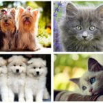 Cães e gatos