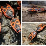 Soldados emparelhados