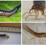 Larva Flover-1