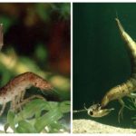 Larva berenang