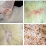 Olhos mordedores de gato